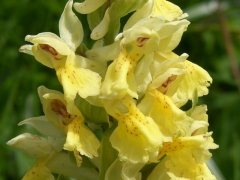 Dactylorhiza sambucina