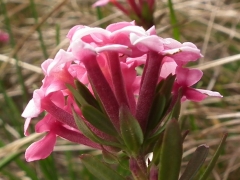 Daphne cneorum