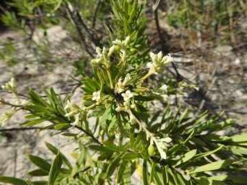 2019-09-Puglia-Ugento-209