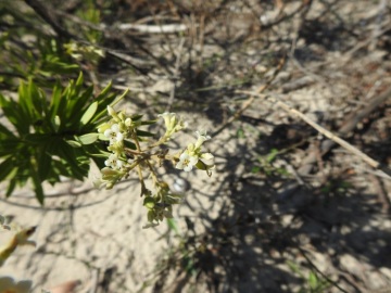 2019-09-Puglia-Ugento-215