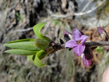 2011-03-18 Cornalba-Alben 044