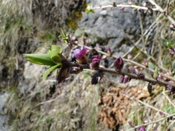 2011-03-18 Cornalba-Alben 045