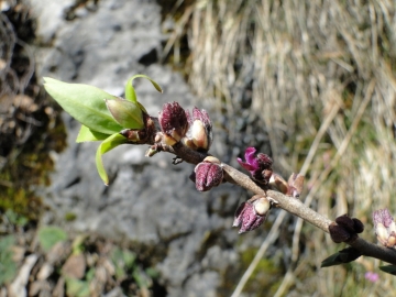 2011-03-18 Cornalba-Alben 047