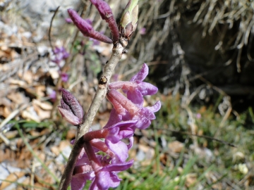 2011-03-18 Cornalba-Alben 050