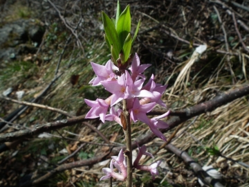 2011-03-18 fiori cornalba 027