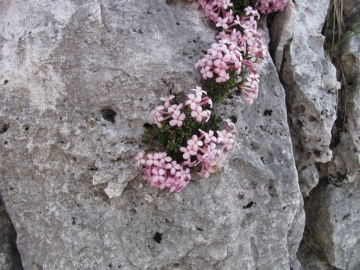 2009-05-10 cima tignalga (63)