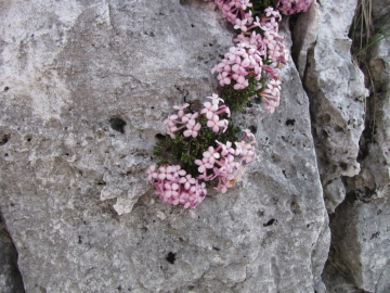 2009-05-10 cima tignalga (63)