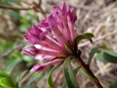 Daphne striata