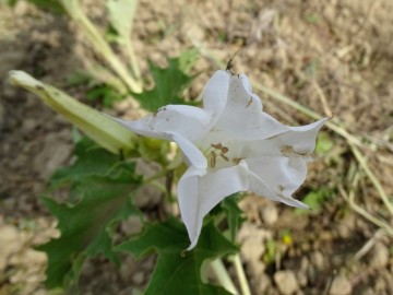 2021-09-08-fiori-Scerne-di-Pineto-41