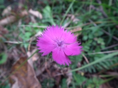 Dianthus balbisii