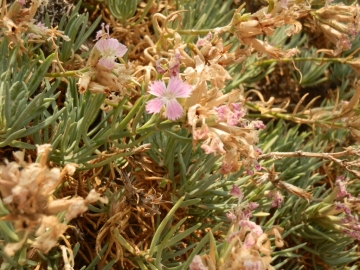 2017-08-21 Creta Dianthus fruticolus sub occidentalis (13)
