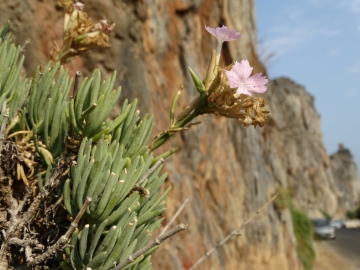 2017-08-21 Creta Dianthus fruticolus sub occidentalis (21)