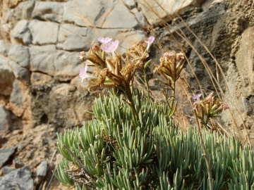 2017-08-21 Creta Dianthus fruticolus sub occidentalis (22)