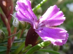 Dianthus glacialis