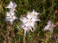 Dianthus monspessulanus