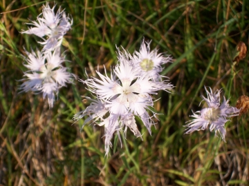 2007-08-01 lozio dianthus (3)