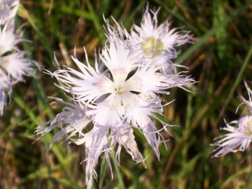 2007-08-01 lozio dianthus