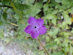 Dianthus seguieri