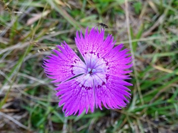 2021-09-18-Colma-di-Marucolo-26