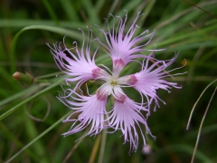 Dianthus superbus