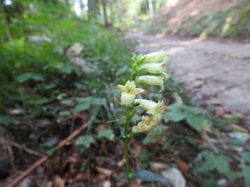 2023-07-19-fiori-Caregno-55