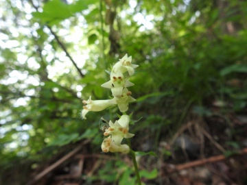 2023-07-19-fiori-Caregno-57