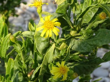 2021-09-06-fiori-Scerne-di-Pineto-62