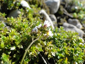 2013-04-14-Val-Vertova-Barbata-005