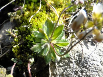 2013-04-14-Val-Vertova-Barbata-007