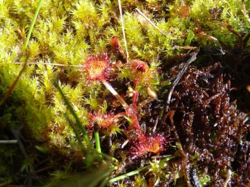 2022-06-08-Drosera-rotundifolia-10