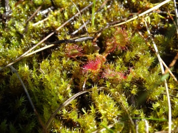 2022-06-08-Drosera-rotundifolia-12