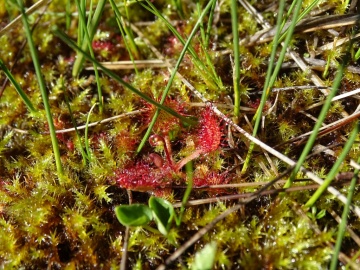 2022-06-08-Drosera-rotundifolia-13