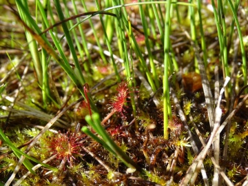 2022-06-08-Drosera-rotundifolia-15