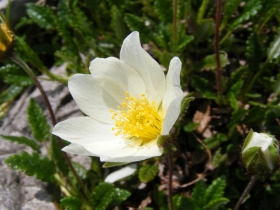 2009-06-07 Monte Caplone 025