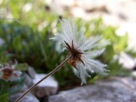 2009-07-24 cima Tombea 220