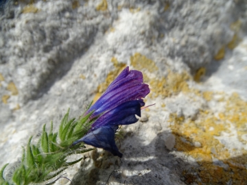 2018-06-21 Matera (60)