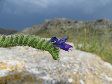 2018-06-21 Matera (64)
