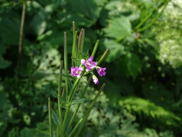 2022-07-23-Epilubium-alpestre-Valle-Aperta-10