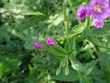 2022-07-23-Epilubium-alpestre-Valle-Aperta-11