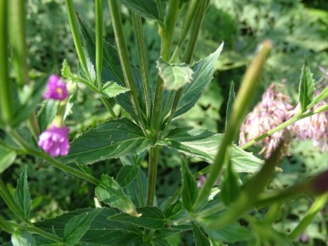 2022-07-23-Epilubium-alpestre-Valle-Aperta-12