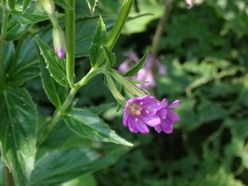 2022-07-23-Epilubium-alpestre-Valle-Aperta-13