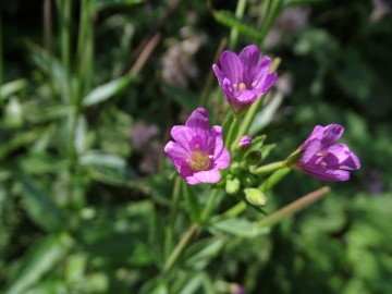 2022-07-23-Epilubium-alpestre-Valle-Aperta-20