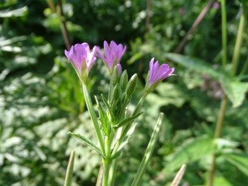 2022-07-23-Epilubium-alpestre-Valle-Aperta-23