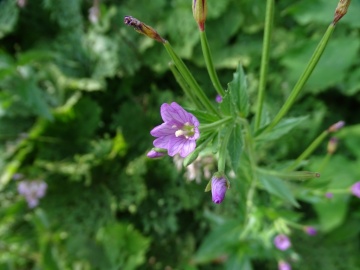 2022-07-23-Epilubium-alpestre-Valle-Aperta-25