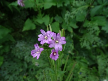 2022-07-23-Epilubium-alpestre-Valle-Aperta-27