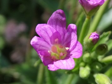 2022-07-23-Epilubium-alpestre-Valle-Aperta-31