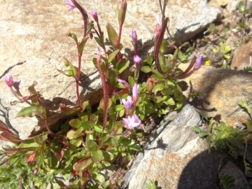 2022-07-13-Epilobium-anagallidifolium-1