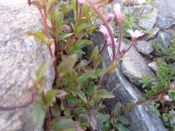 2022-07-13-Epilobium-anagallidifolium-10