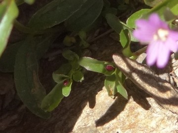 2022-07-13-Epilobium-anagallidifolium-11