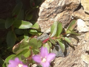 2022-07-13-Epilobium-anagallidifolium-6